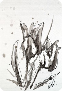 Tulpenblüten - (c) Frank Hess